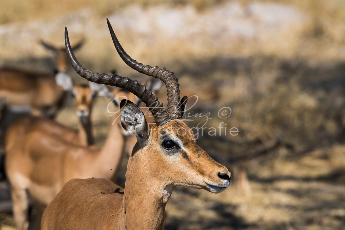 Impala, Schwarzfersenantilpe (Aepyceros melampus), 