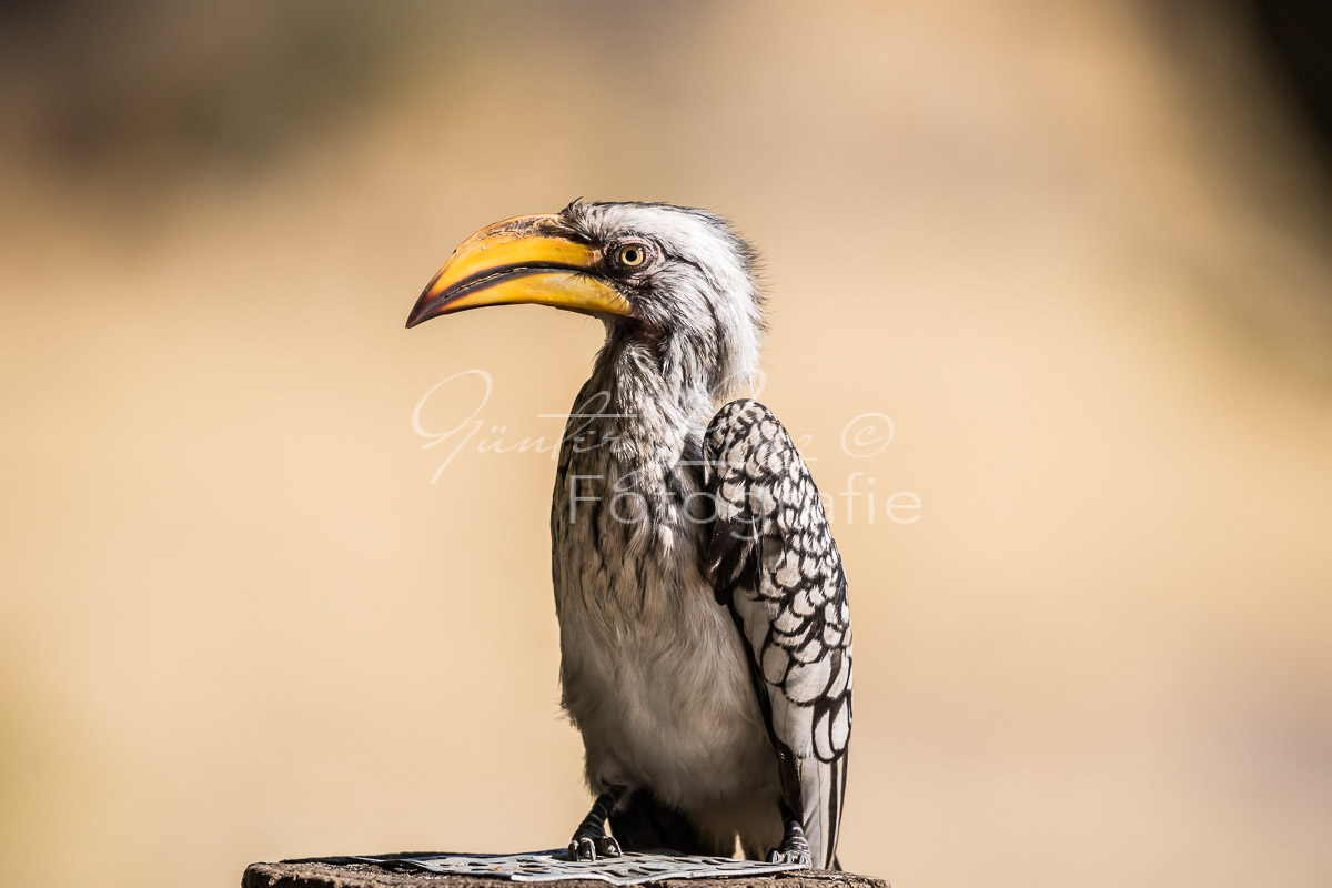 Südlicher Gelbschnabeltoko (Tockus leucomelas), Savuti