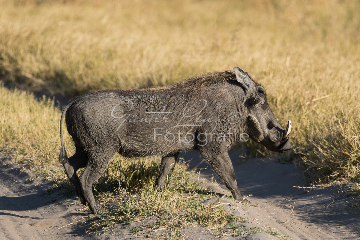 Warzenschwein (Phacochoerus africanus), Savuti