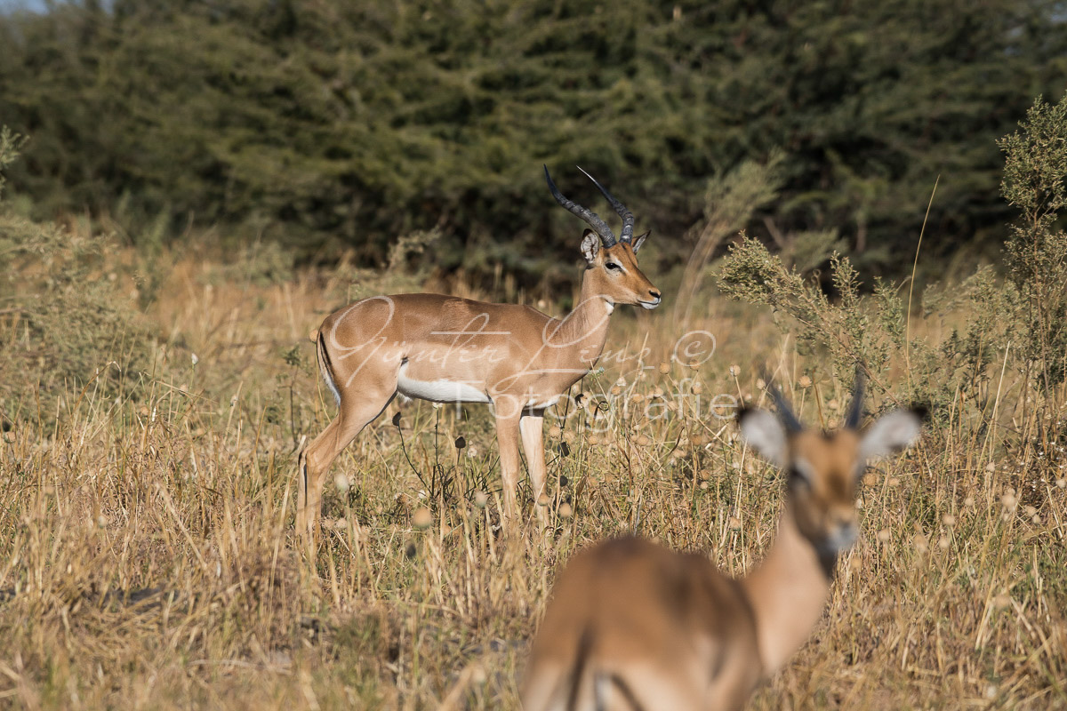 Impala, Schwarzfersenantilpe (Aepyceros melampus), 