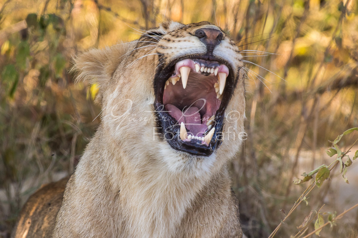 Löwe (Panthera leo), Savuti, Chobe