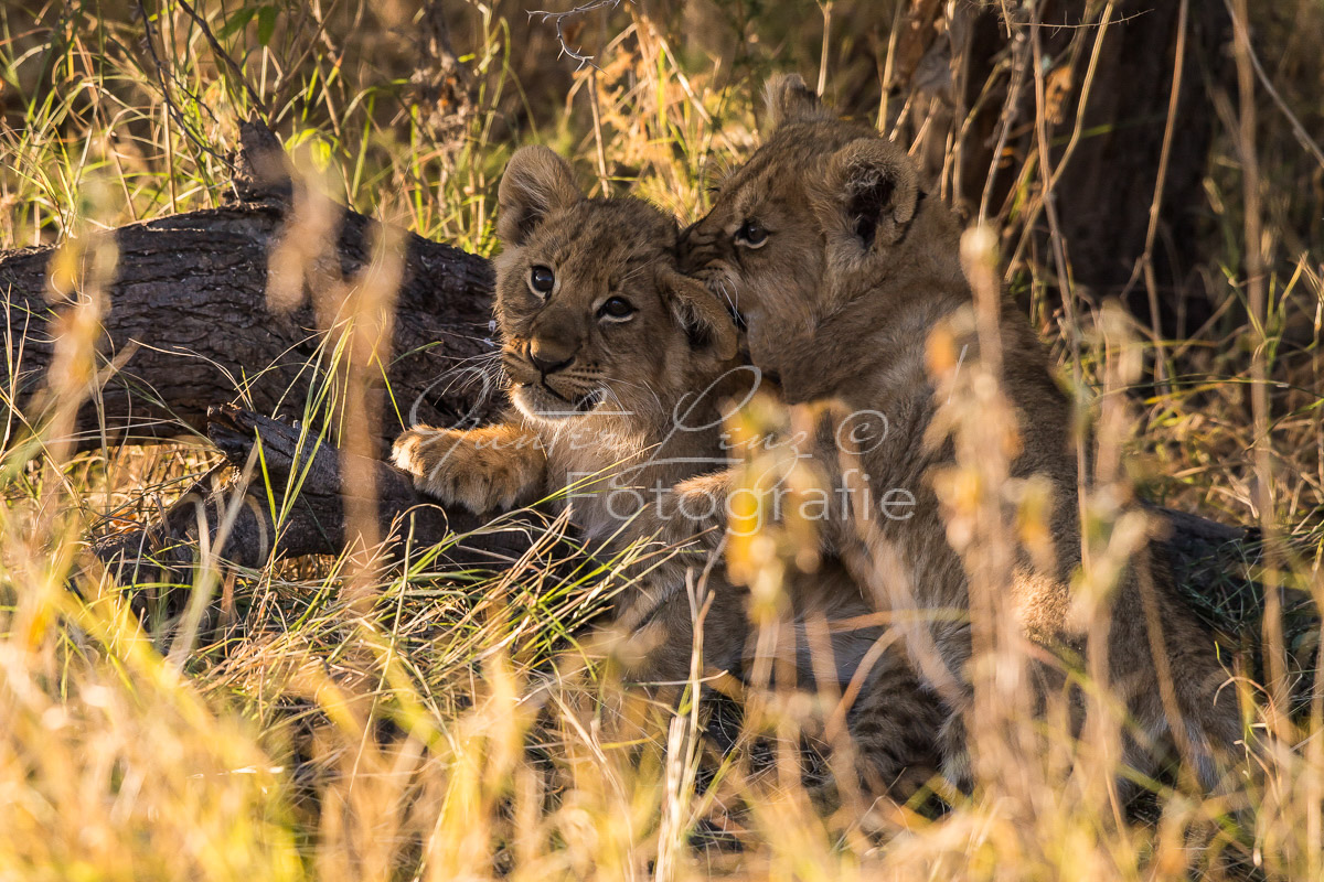 2 Löwenbabies, (Panthera leo), Savuti, Chobe