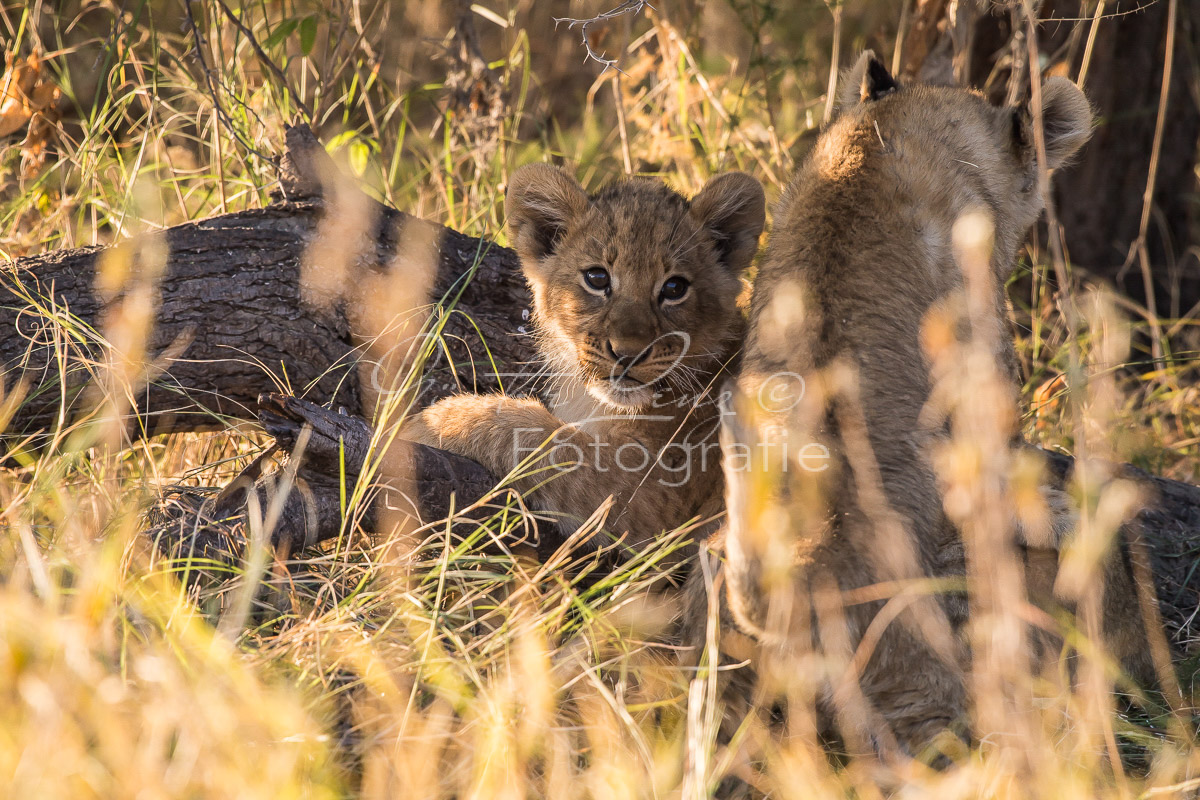 Löwe (Panthera leo), Savuti, Chobe