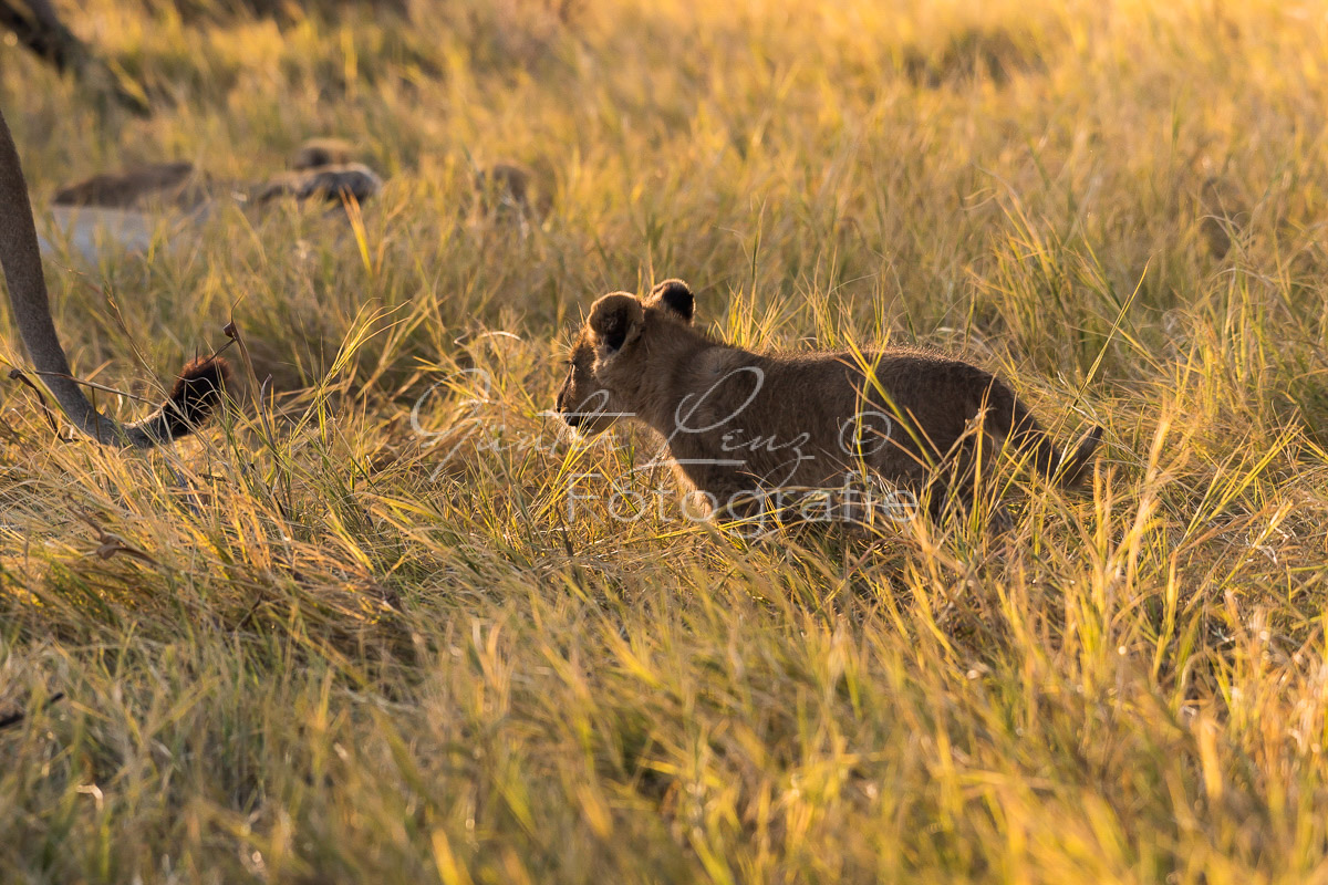 Löwe (Panthera leo), Savuti, Chobe