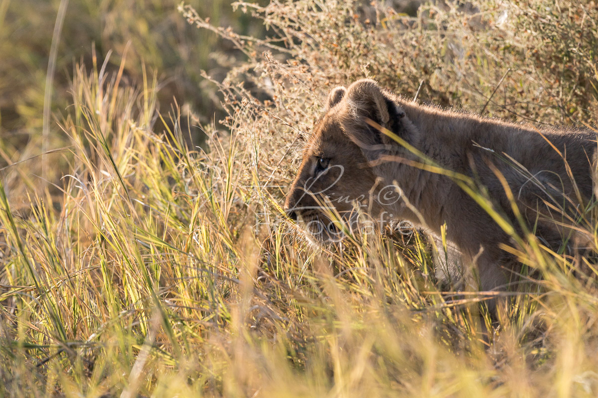 Löwe (Panthera leo), Savuti, Chobe