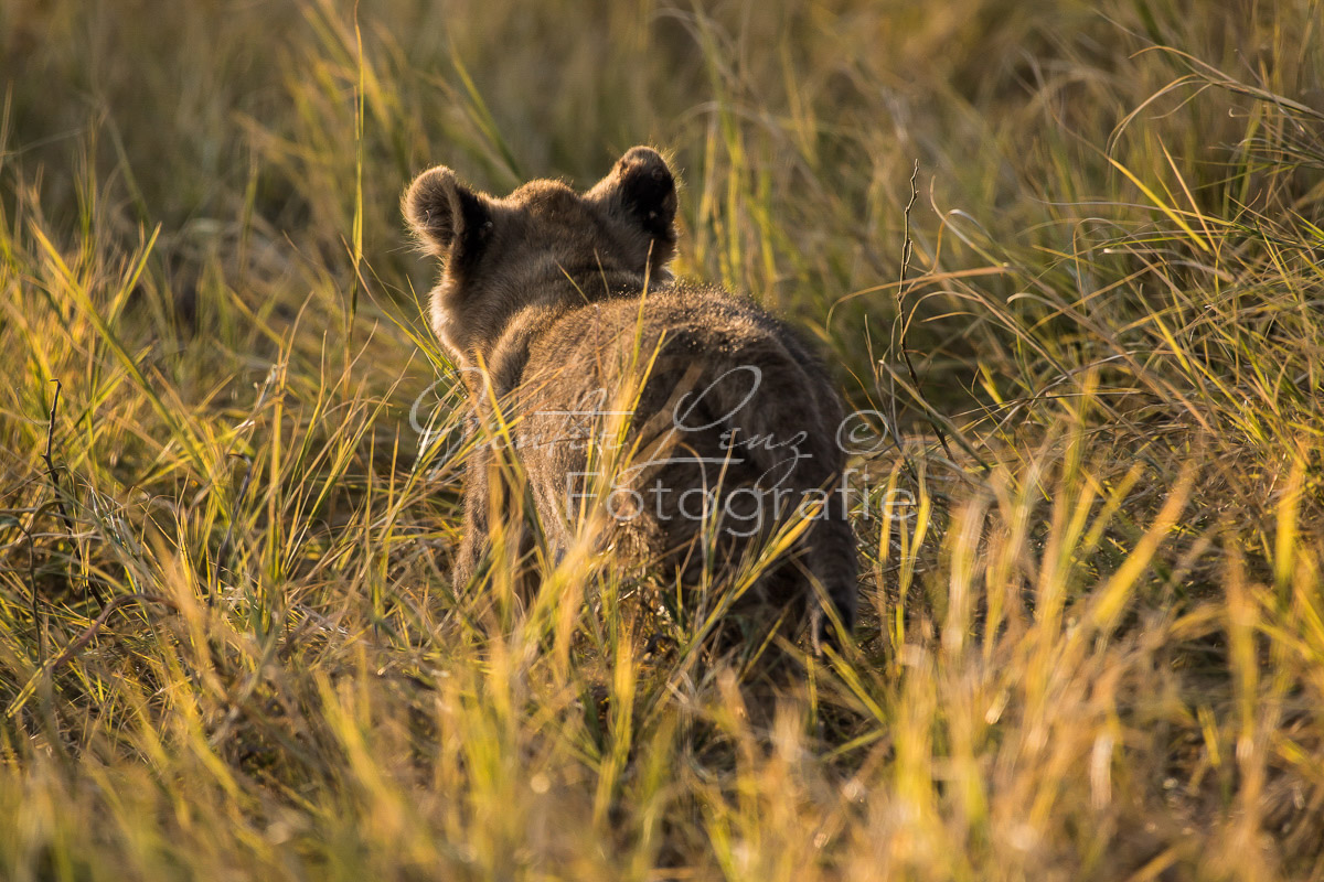 Löwe (Panthera leo), Savuti, Chobe