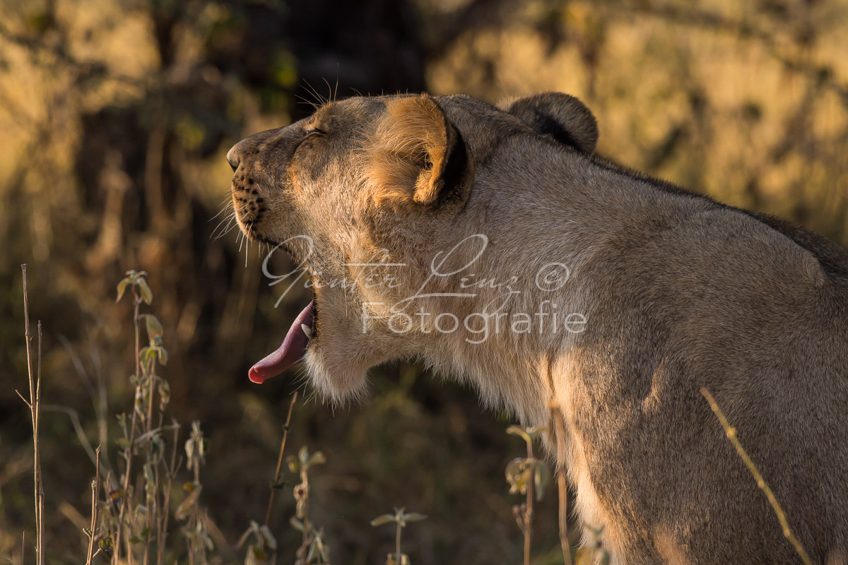 Löwe (Panthera leo), Savuti, Chobe