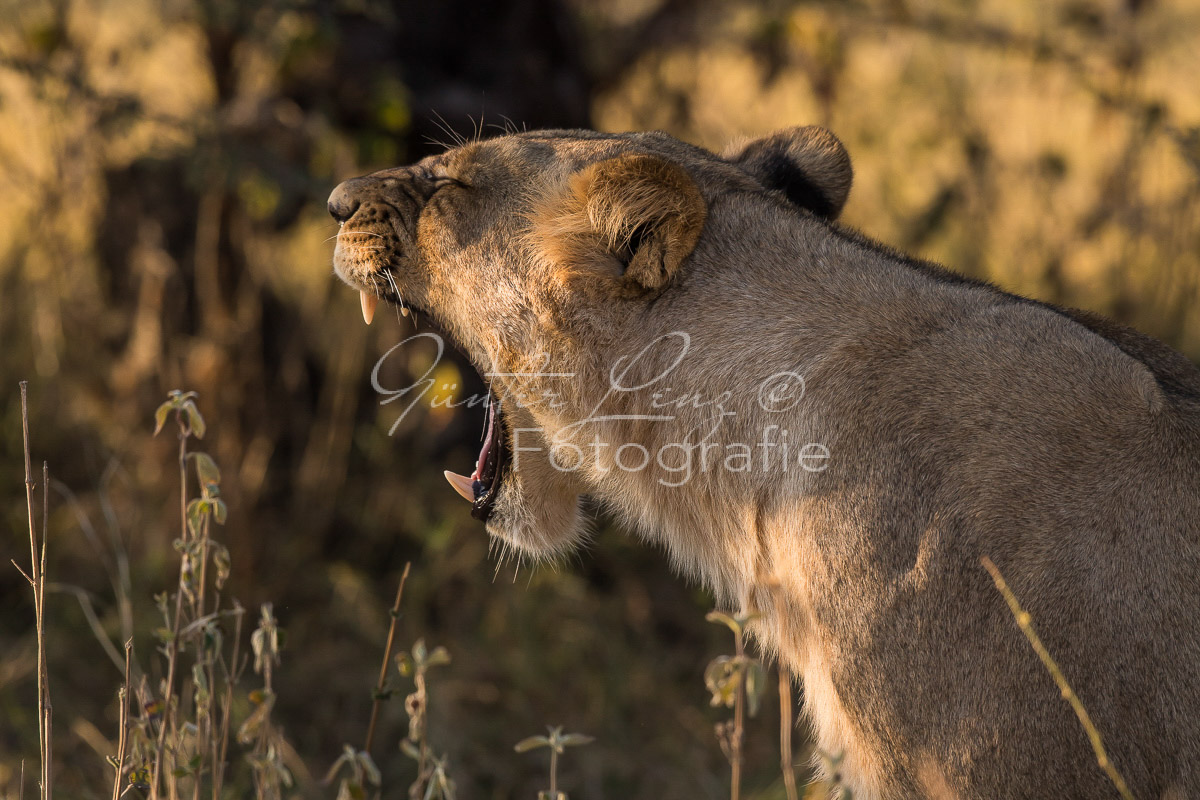 Löwe (Panthera leo), Savuti, Chobe