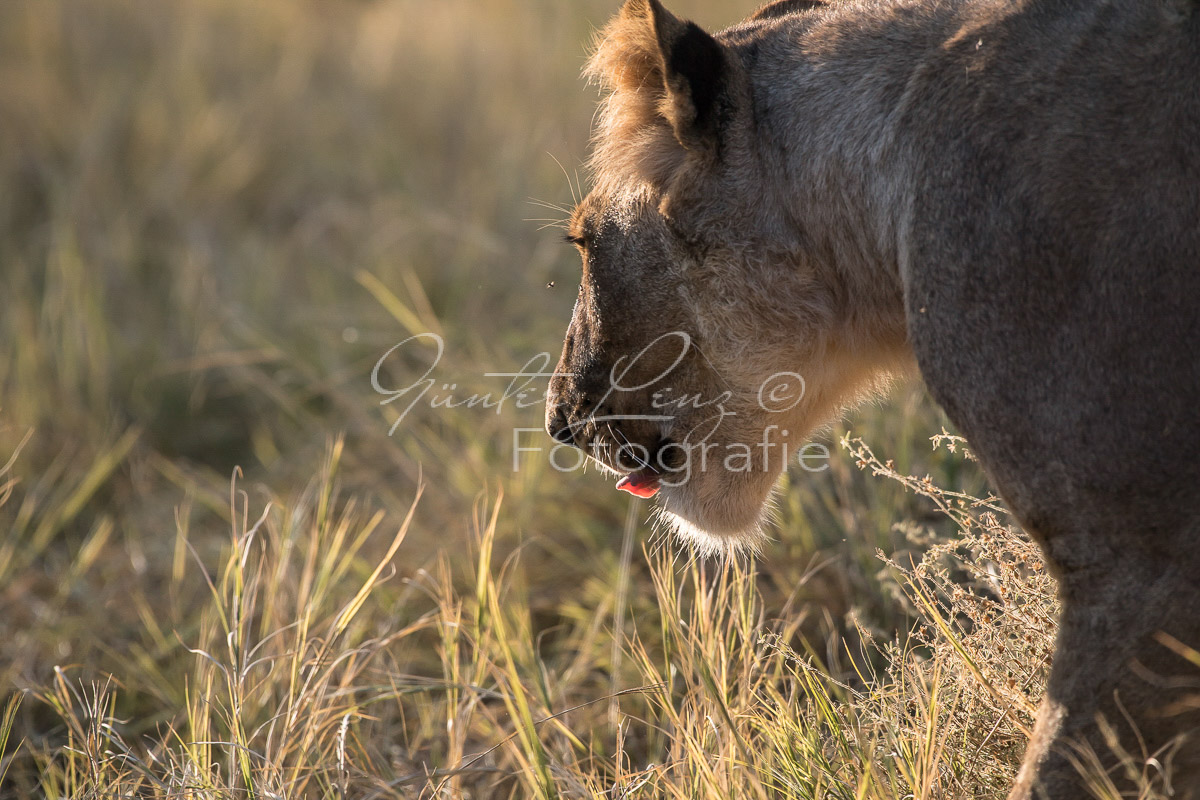 Löwe (Panthera leo), Savuti, Chobe