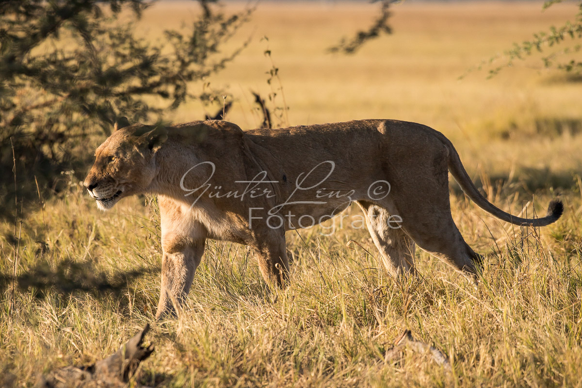 Löwe (Panthera leo), Savuti, Chobe