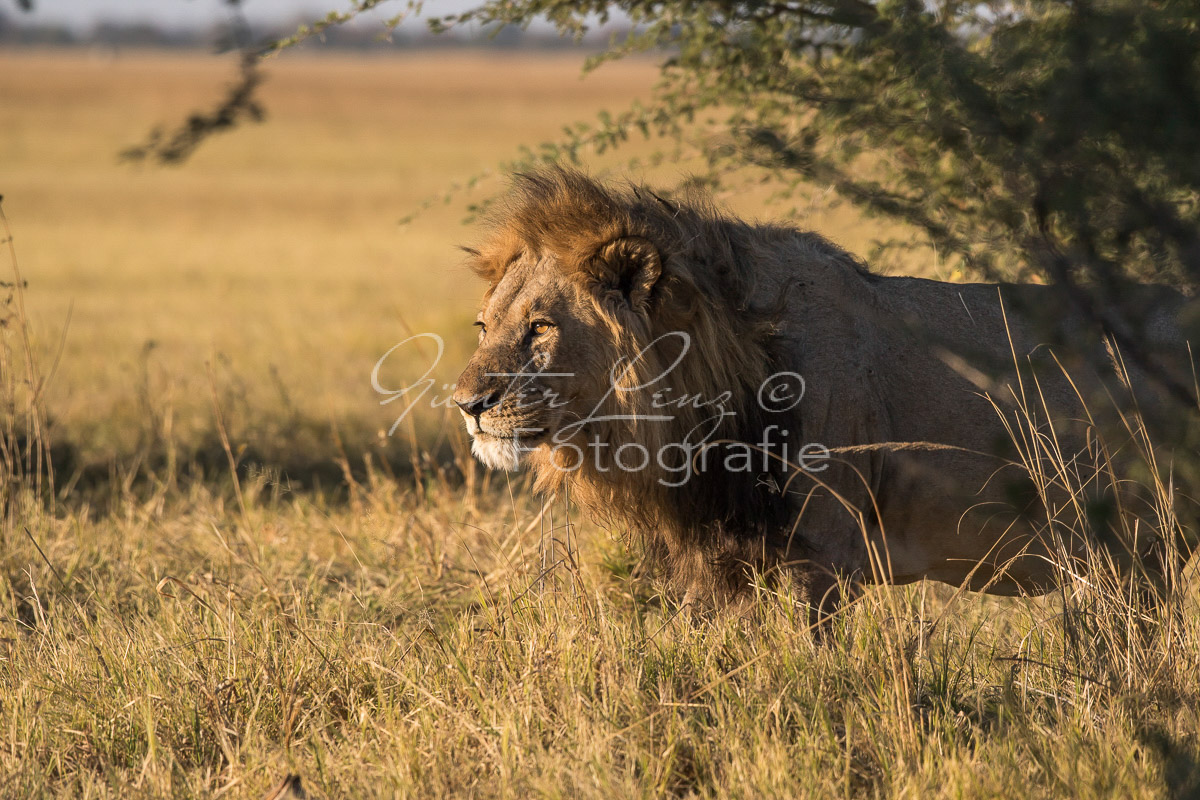 Löwe (Panthera leo), Savuti, Chobe