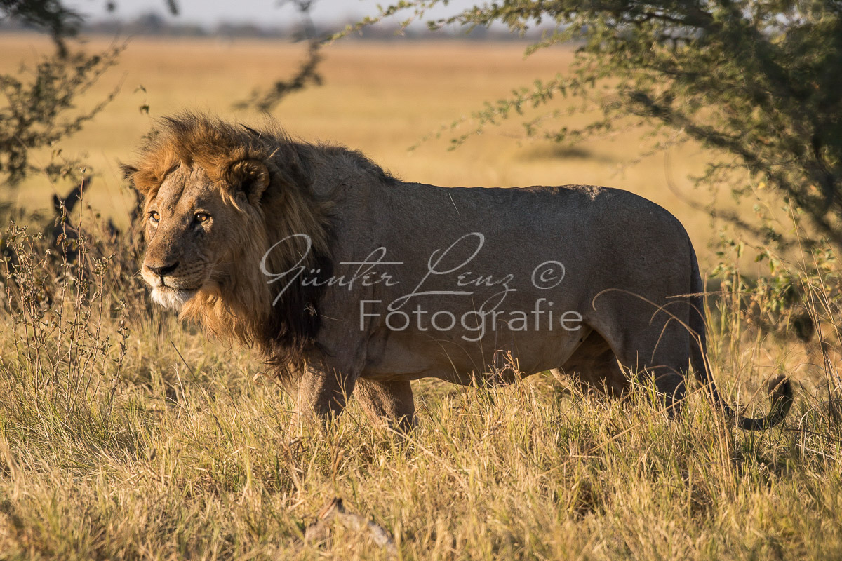 Löwe (Panthera leo), Savuti, Chobe