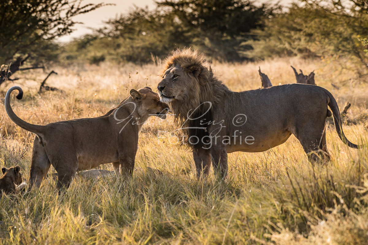 Löwe (Panthera leo), Savuti, Chobe