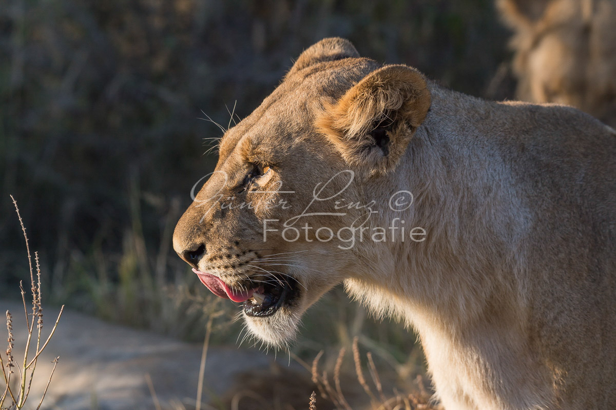 Löwe (Panthera leo), Savuti, Chobe