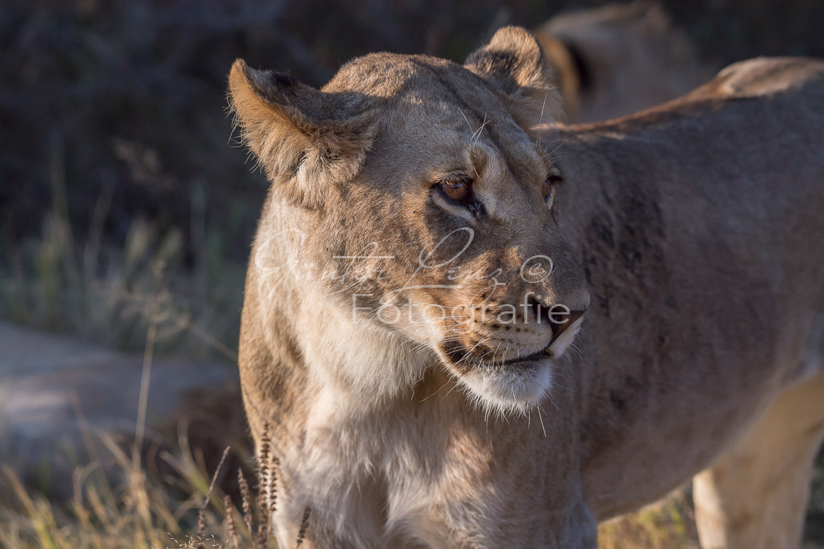 Löwe (Panthera leo), Savuti, Chobe