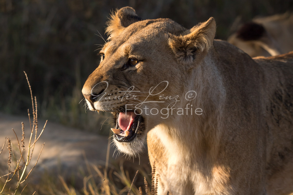 Löwe (Panthera leo), Savuti, Chobe