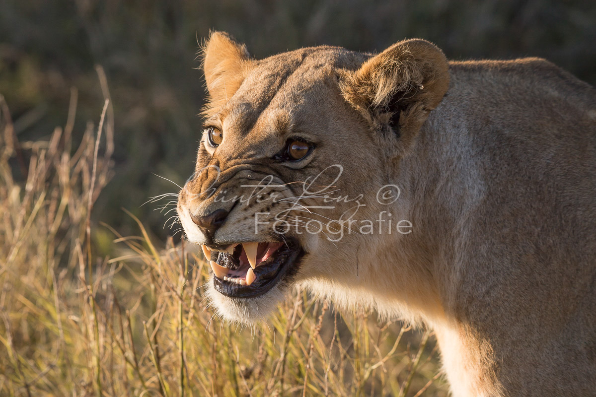 Löwe (Panthera leo), Savuti, Chobe