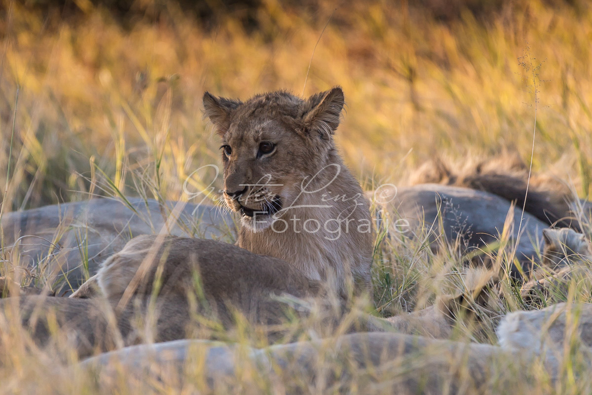 Löwe (Panthera leo), Savuti, Chobe