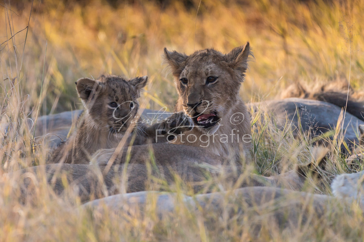 Löwe (Panthera leo), Savuti, Chobe