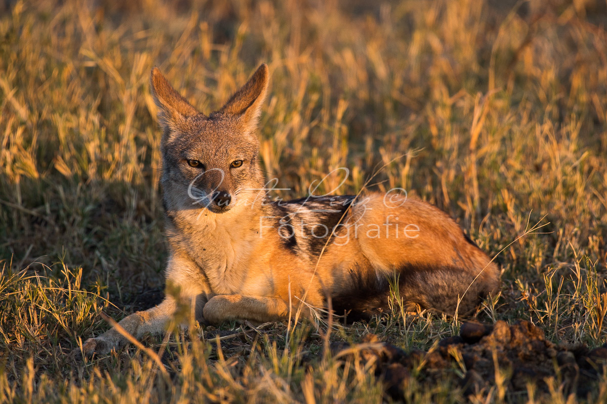 Schabrackenschakal (Canis mesomelas) , Savuti