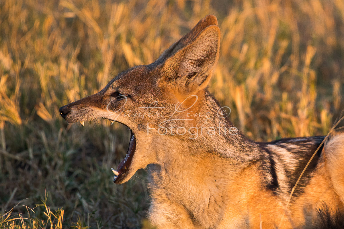 Schabrackenschakal (Canis mesomelas) , Savuti