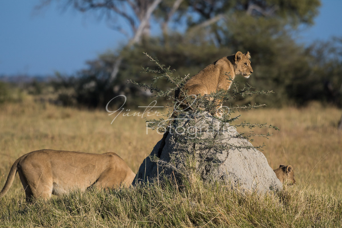 Löwe (Panthera leo), Savuti, Chobe