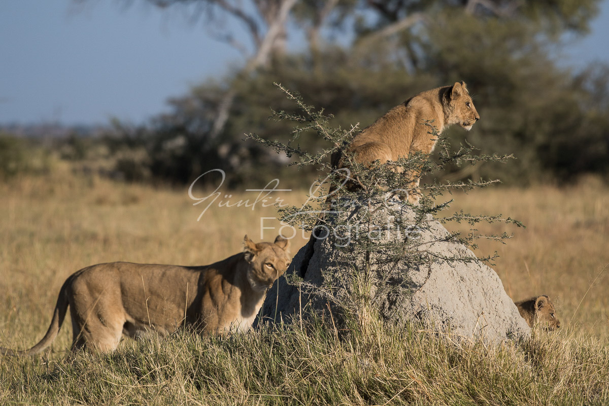 Löwe (Panthera leo), Savuti, Chobe