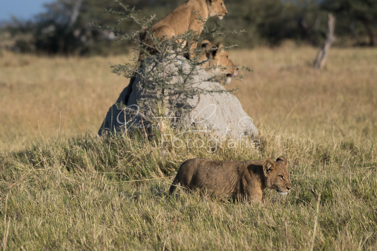 Löwe (Panthera leo), Savuti, Chobe
