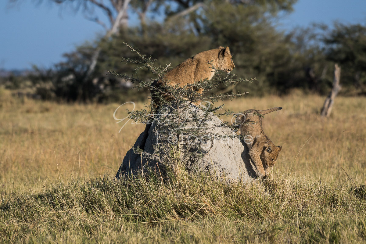 Löwe (Panthera leo), Savuti, Chobe