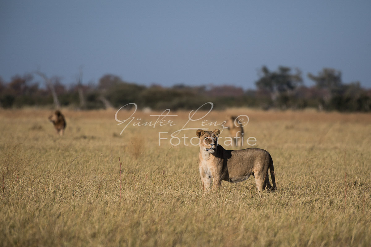 Löwe (Panthera leo), Savuti, Chobe