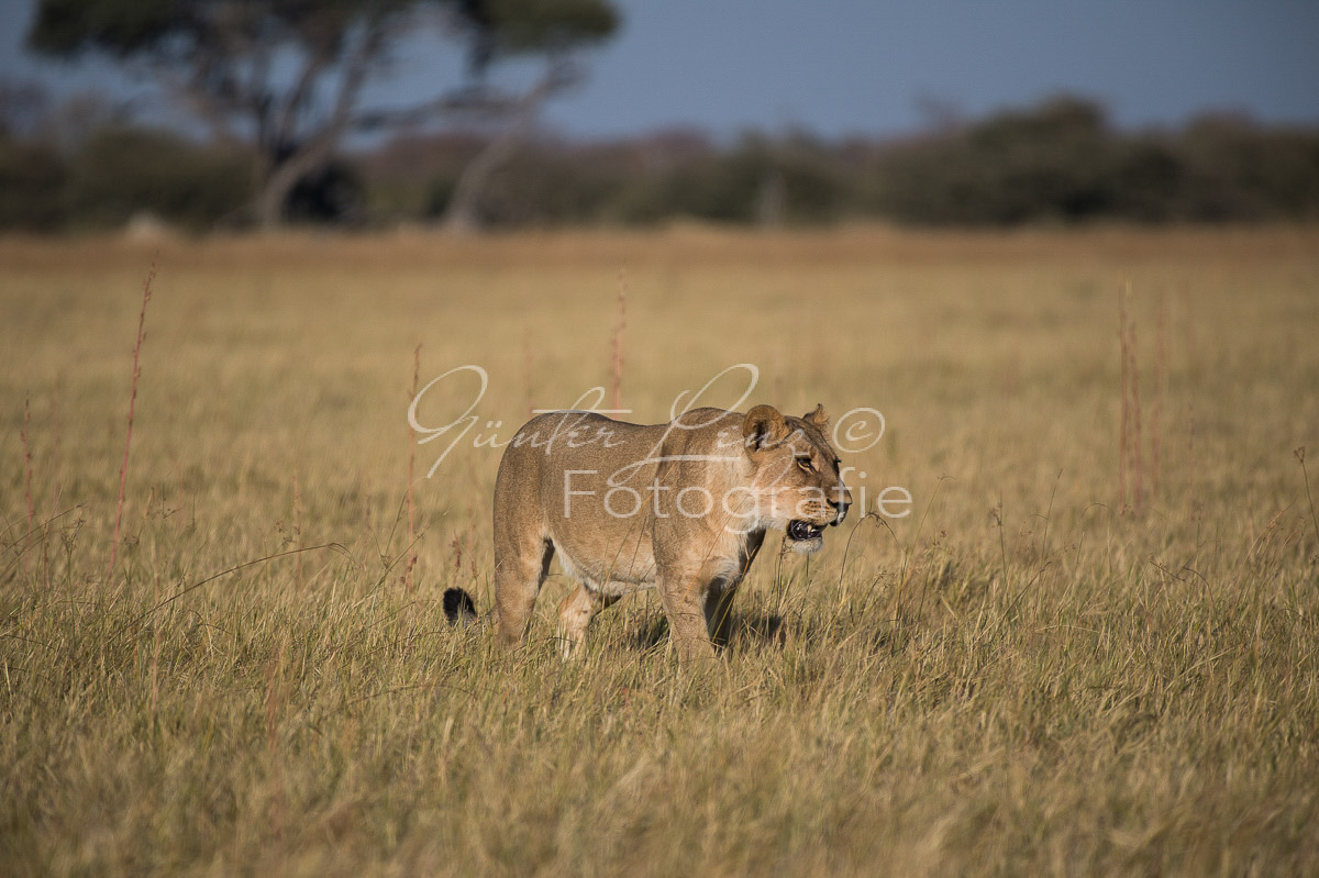 Löwe (Panthera leo), Savuti, Chobe
