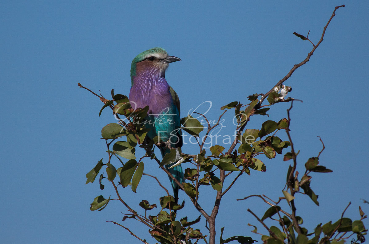 Gabelracke (Coracias caudatus),