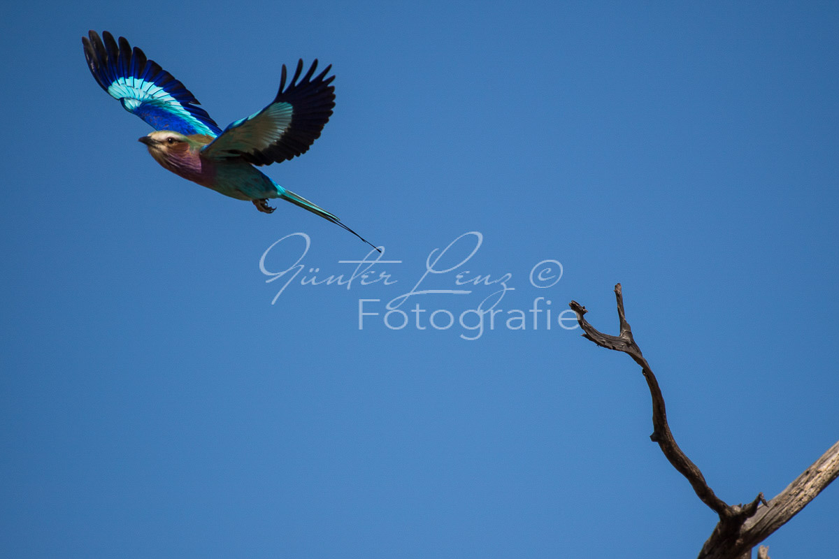 Gabelracke (Coracias caudatus),