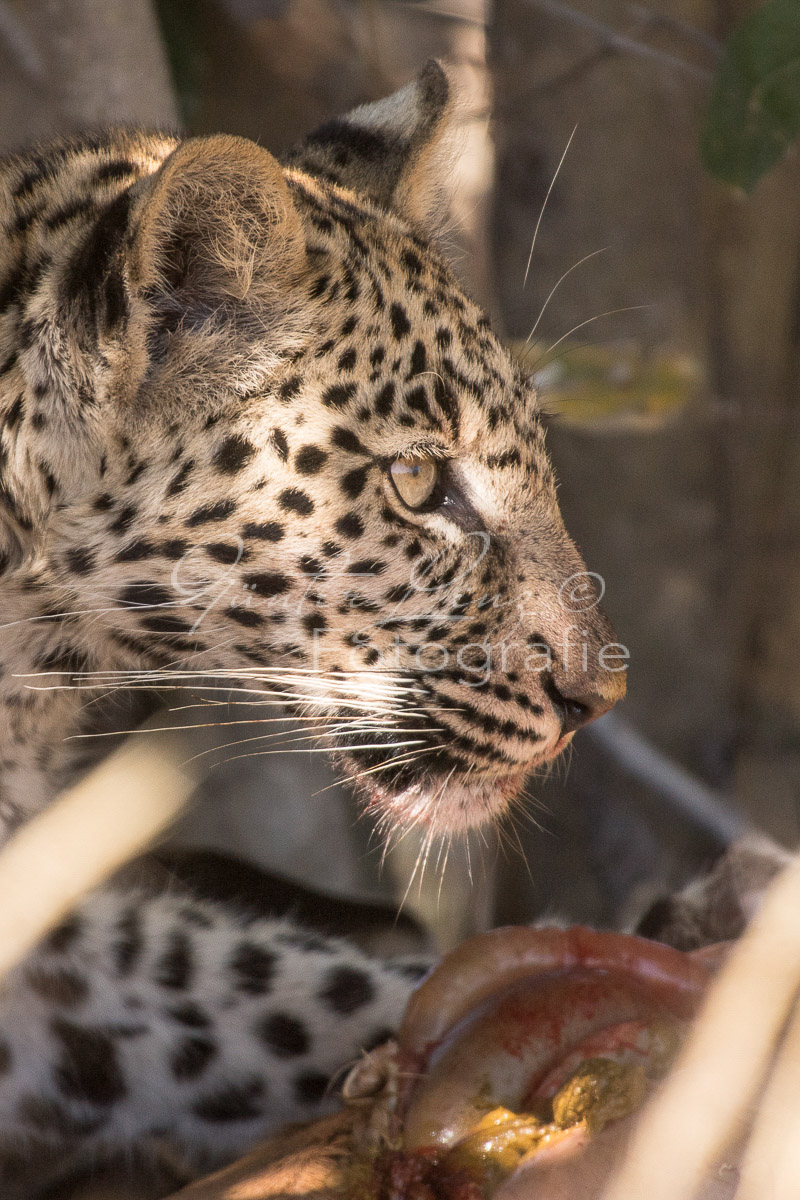 Leopard (Panthera pardus), Savuti