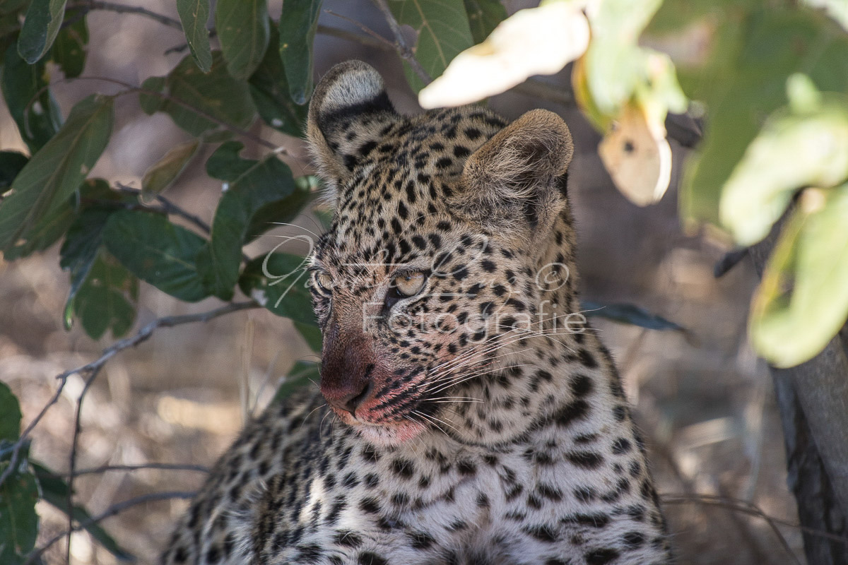 Leopard (Panthera pardus), Savuti