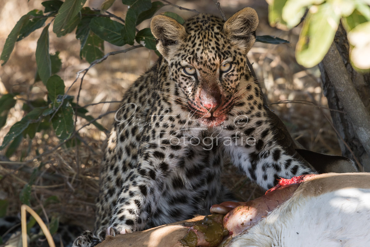 Leopard (Panthera pardus), Savuti