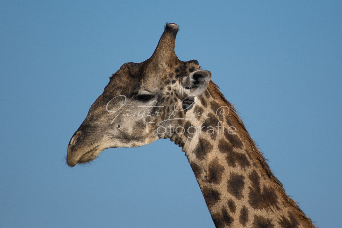 Giraffe (giraffa camelopardalis), Savuti