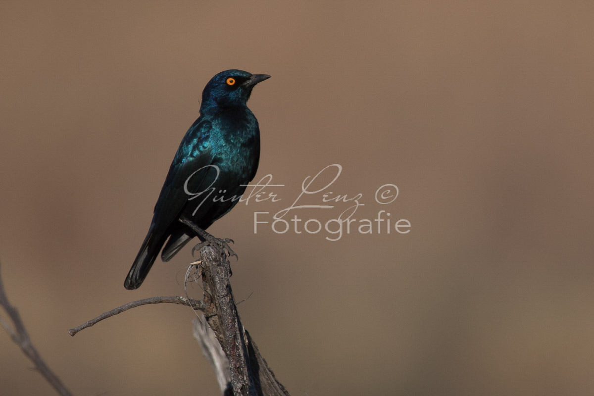 Grünschwanz-Glanzstar (Lamprotornis chalybaeus)