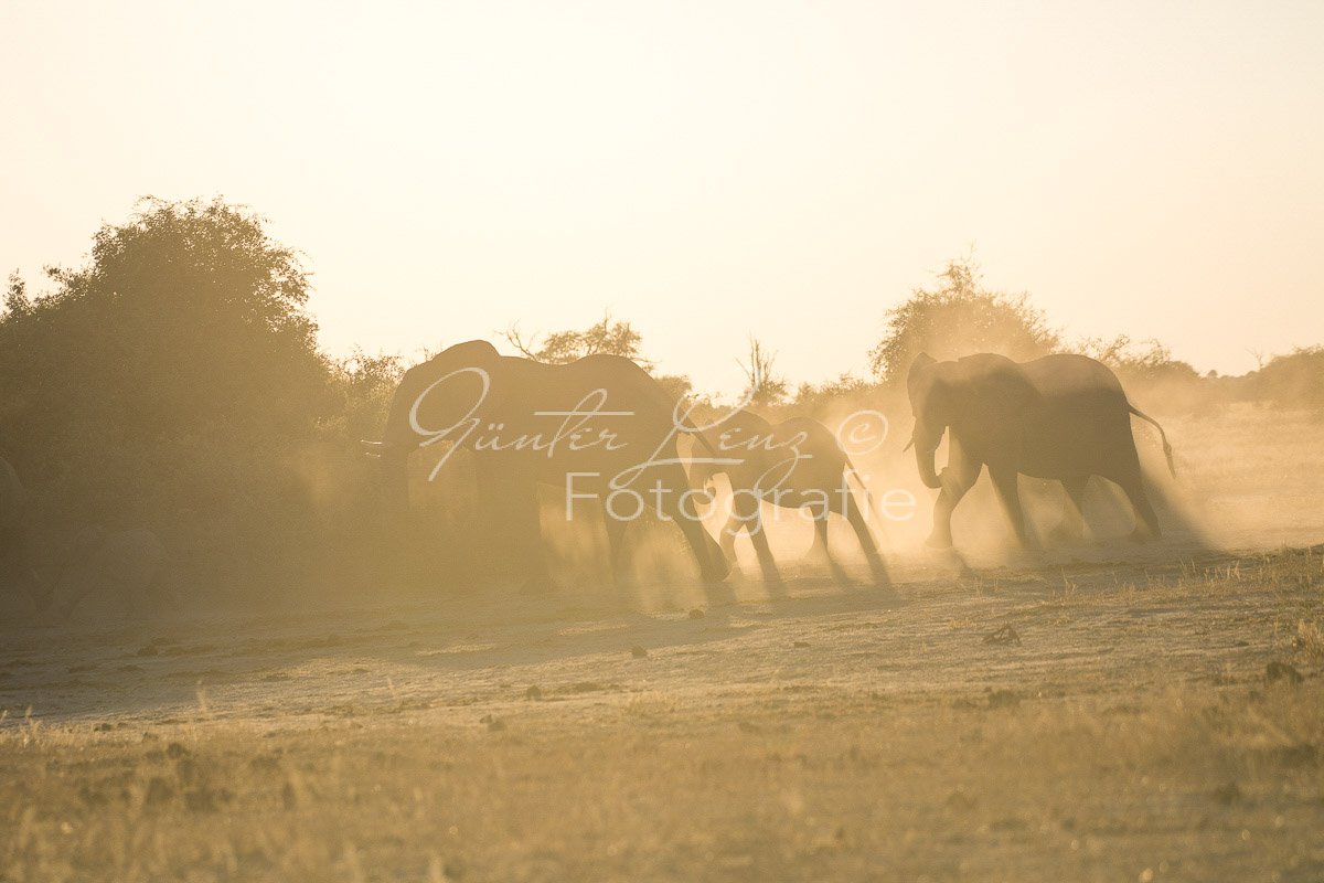 Afrikanischer Elefant, (Loxodonta africana),Savuti, Chobe