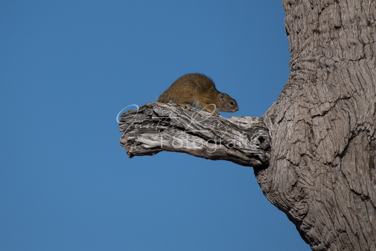 Smith-Buschhörnchen (Paraxerus cepapi) 