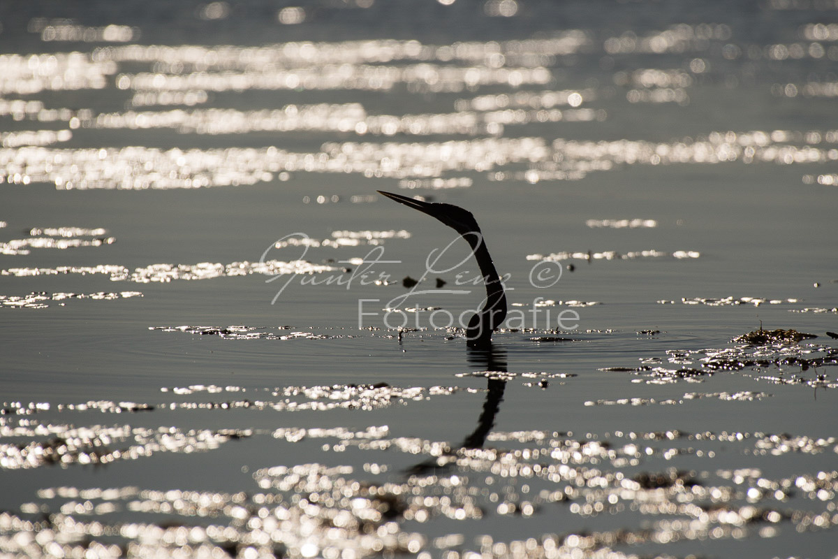 Afrikanischer Schlangenhalsvogel (Anhinga rufa)