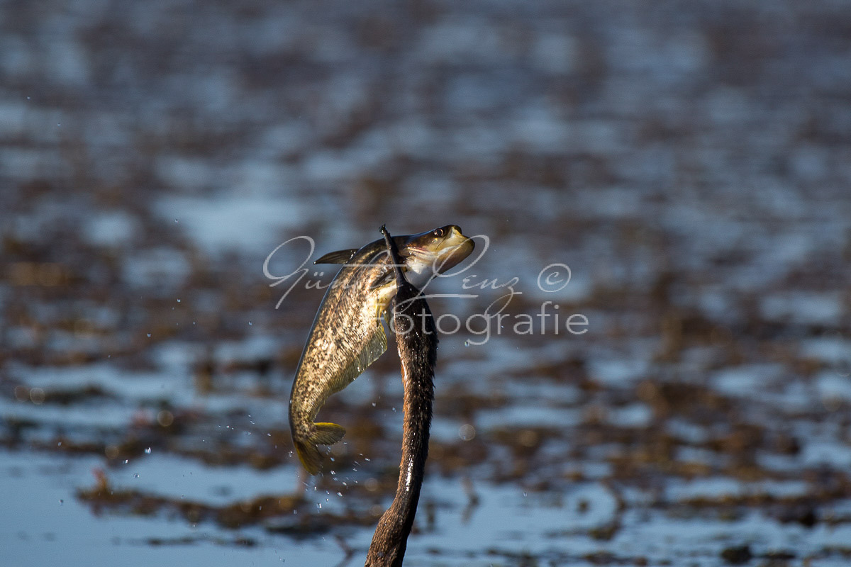 Afrikanischer Schlangenhalsvogel (Anhinga rufa)