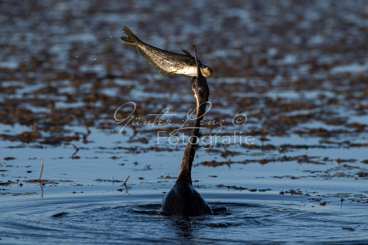 Afrikanischer Schlangenhalsvogel (Anhinga rufa)