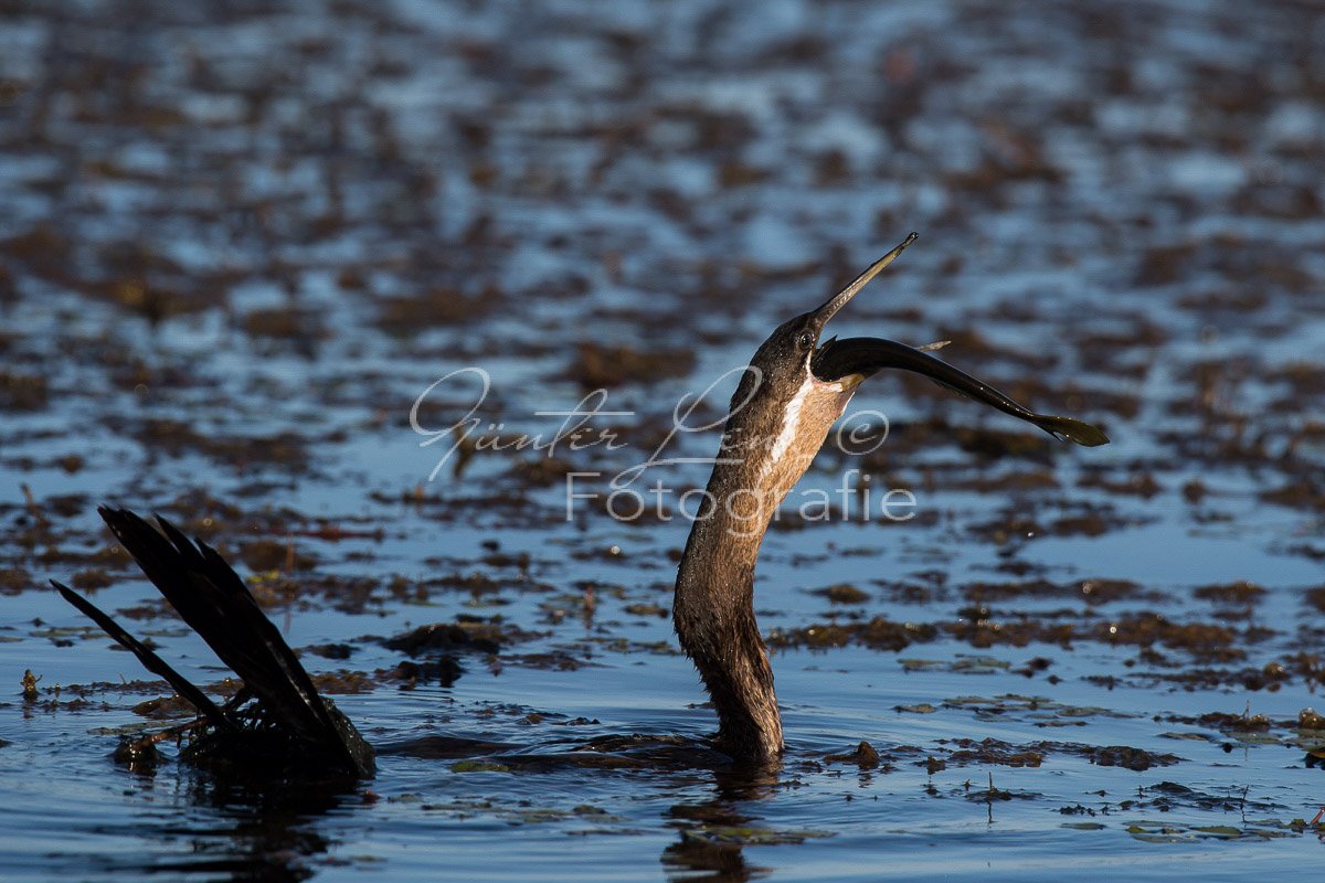 Afrikanischer Schlangenhalsvogel (Anhinga rufa)