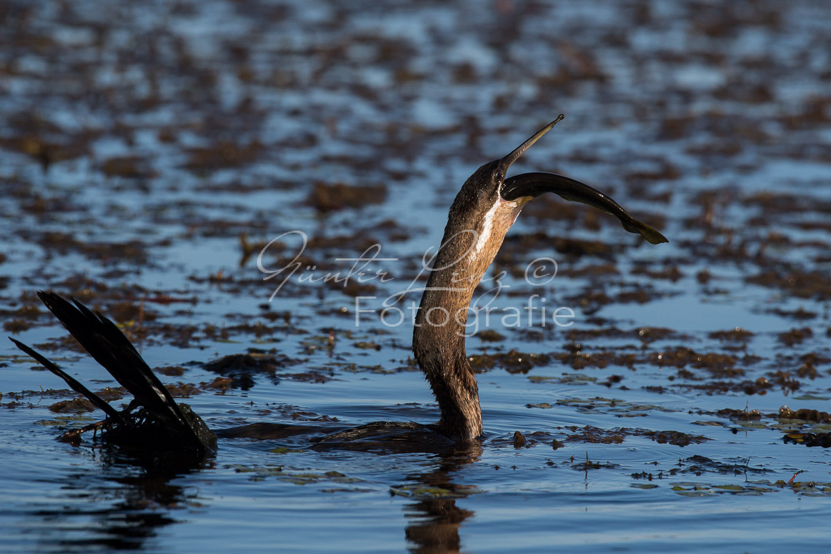 Afrikanischer Schlangenhalsvogel (Anhinga rufa)