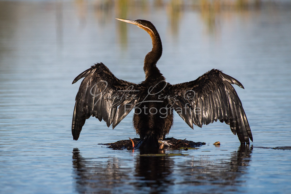 Afrikanischer Schlangenhalsvogel (Anhinga rufa)