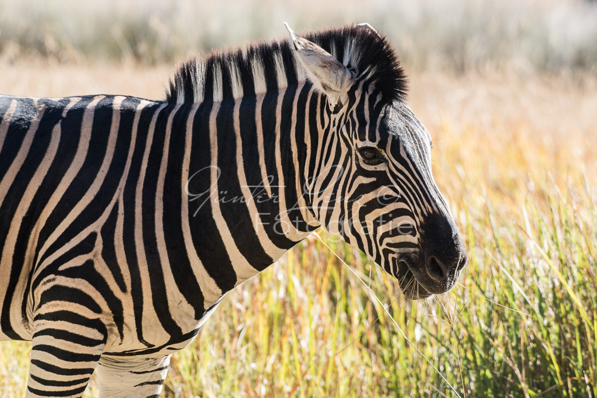 Zebra, Steppenzebra (Equus quagga), Chobe