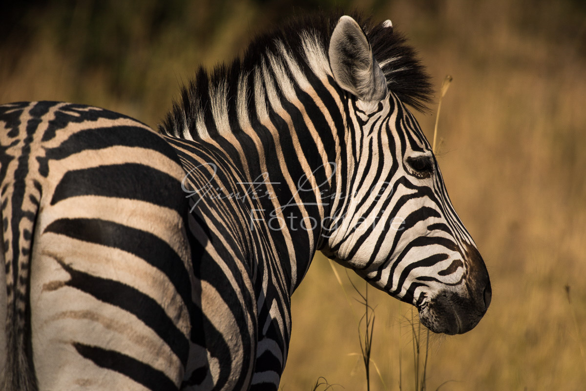 Zebra, Steppenzebra (Equus quagga), Chobe
