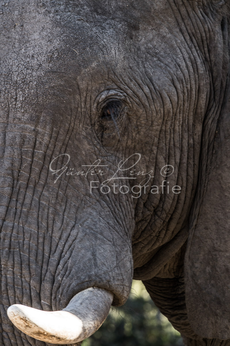 Afrikanischer Elefant, (Loxodonta africana),Savuti, Chobe