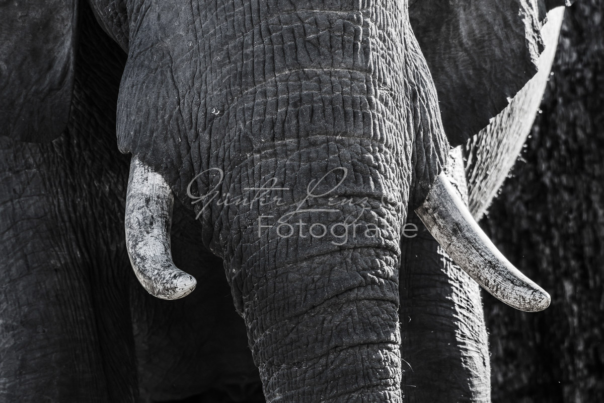 Afrikanischer Elefant, (Loxodonta africana),Savuti, Chobe